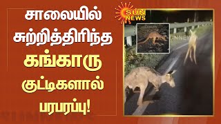 சாலையில் சுற்றித் திரிந்த கங்காரு குட்டிகளால் பரபரப்பு!