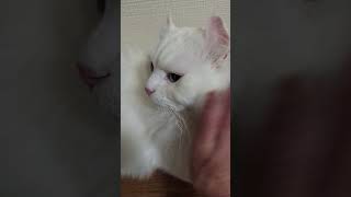 【オッドアイ幸せを呼ぶ猫】なかなか退いてぐれないラビちゃん#猫#cat#白猫#キンカロー#shorts