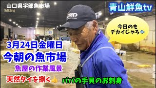 【特大天然タイ】【狙ってみます☝️】【タイを捌く】【ババノテガイ刺身】今朝の魚市場3月24日金曜日の水揚げ状況