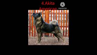 Top 5 Rase De Caini Pentru Paza Si Protectie 2024 #1 #shorts #guarddogs #gsd #rottweiler #dog