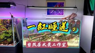 一缸睡莲#玻璃缸中的大自然 #水草缸 #鱼缸造景 #睡莲 #鱼缸~家庭和办公室的大自然【自然居水景记】