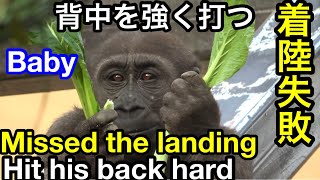 背中から落ちたよ！キンタロウは平気な顔してるけども🌸Missed the landing! Kintaro hit his back 【KyotoZoo京都市動物園】2021/12/20