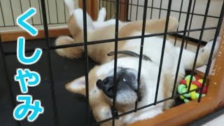 くしゃみで寝相が？柴犬まめ