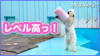 Miracle Polar Bear ! She looks like a juggler !