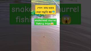 Snakehead murrel fish hunting trips #shorts #fishing #foryou