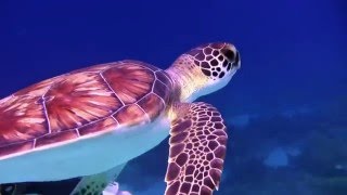 SCUBA diving with Sea Turtles Underwater on Coral reefs with relaxing music to meditate to