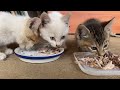 【子猫】爆食！うまうま言ってしまうほど夢中でご飯を食べる捨て猫たち