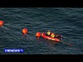 rescue crews running out of time to save whale stuck in sydney harbour 9 news australia