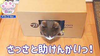 段ボールハウスに入れず助けを求め飼い主をチラ見する猫【アフレコVer.】