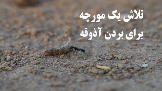 📸:تلاش یک مورچه برای بردن آذوقه