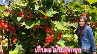 #มาเก็บสตอเบอรี่ราสเบอรี่แคนเบอรรี่ที่ฟาร์มในประเทศอังกฤษ#Picking strawberry 🍓 Raspberry In England