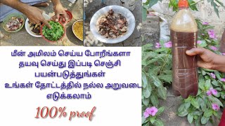 மீன் அமிலம் பயன்படுத்தி மாடி தோட்டத்தில் நல்ல அறுவடை எடுக்க. how to prepare fish amino acid