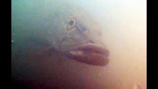 Waterwolf camera pike attack compilation 2019