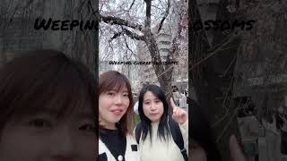 weeping cherry blossoms　上野のしだれ桜　（2024年3月30日）