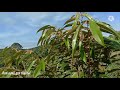 perbezaan pokok durian duri hitam dan musang king yang perlu anda tahu