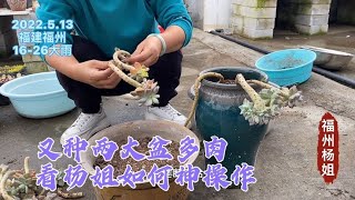 福州杨姐：大家是如何处理多肉断枝？看杨姐神操作，一枝都不浪费两大盆种好