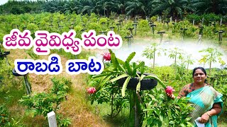 Dragon fruit with multiple crops growing by Padmavathi డ్రాగన్‌ ఫ్రూట్‌లో వైవిధ్య పంటలు 89778 77477