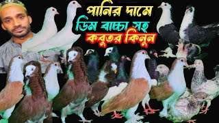 পানির দামে ডিম বাচ্চা সহ রেসার,ফেন্সী,গিরিবাজ কবুতর কিনুন | বাকবাকুম পায়রা | Pigeon |