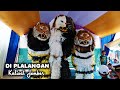 CAN MACANAN SINGO MANGGALA DAN DRUMBAND MAONG REMAS DI PLALANGAN KALISAT JEMBER.mp4