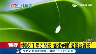 信眾爭睹3千年才開的「優曇婆羅花」　真相竟是「草蛉蟲卵」│記者黃佳萍 涂永全│【LIVE大現場】20171130│三立新聞台