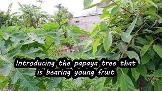 Introducing the papaya tree that is bearing young fruit