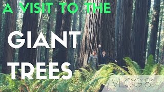 Redwoods National Park Adventure - Visiting some of the largest trees on earth! | MOTM VLOG 81