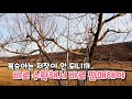 복숭아 농사 꿀팁과 수입│시골은 지금... ep.40