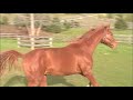 boots 2010 chestnut hanoverian colt