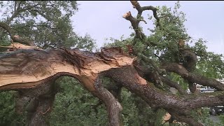 Lightning Strikes Tree At Roseville's Maidu Park