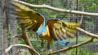 Ma ünnepeljük a Papagájok Világnapját! / Happy World Parrot Day!