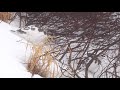 4k　燕山荘の雄雷鳥達２