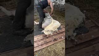 Shearing time 😀🐑 #sheep #wool #shearing #farming #farmlife #satisfying