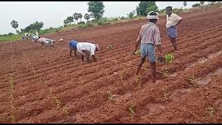 మిర్చి తోట ఎలా వేస్తున్నారో చూడండి How To Plant A Chill Garden