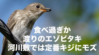 可愛い食べ過ぎエゾビタキ 河川敷野鳥のキジにモズ登場