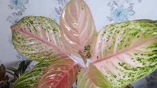 Aglaonema My Red collection, Golden Baby, Maha Heng, Indiana Queen, 10 Karat, Panama Vanilla, Lion.