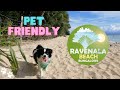 RAVENALA BEACH BUNGALOWS | Moalboal Cebu - Pet Friendly!