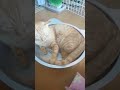 冷たいたらい猫へプレゼントしてあげた ～ひんやり猫鍋！