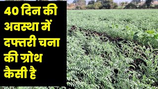 दफ्तरी चना में फूटाव || Daftari chana variety || Daftari chane ki growth