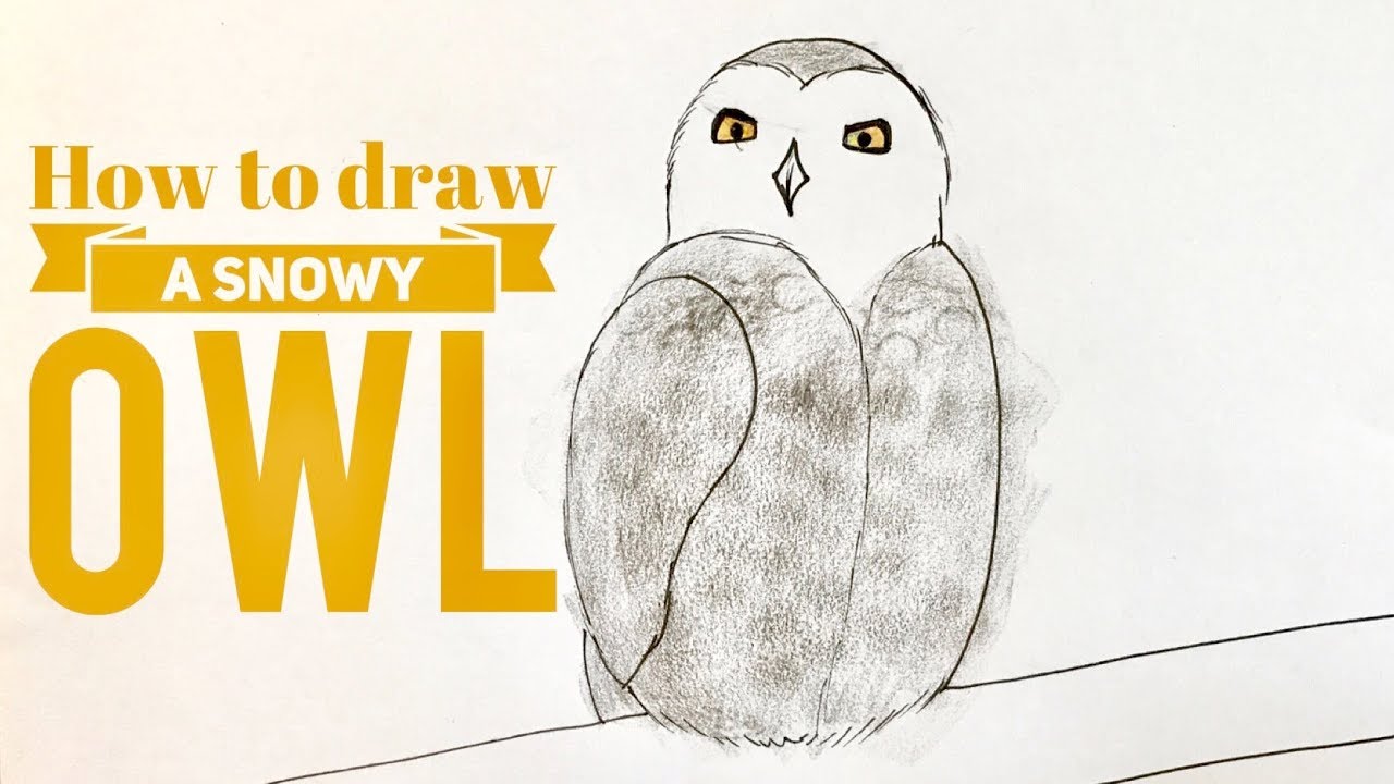 Easy Snowy Owl Drawing