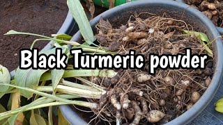 Black Turmeric నల్ల పసుపు దుంపలనుండి పొడి ఎలా చెయ్యాలి ? #radhikaorganicterracegarden #gardening