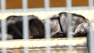 仲の良い ミヨシとピーチ（Good friends Miyoshi and Peach）　日本平動物園　チンパンジー　202311