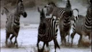 Nature's Perfect Predators - African Lion
