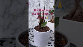 美しかったカラテアをバッサリ✂️復活物語【ダイソー植物】