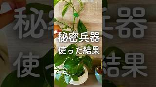 ポトスの葉っぱを大きくする方法！#ポトス #観葉植物のある暮らし #観葉植物の育てかた