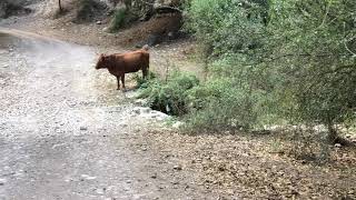 טיול ספונטני לאיזור יערות מנשה 9/11/20