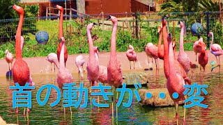 【動物おもしろ動画】53秒～のフラミンゴたちの首の動きがクセになる！！