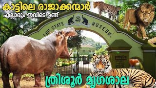 മൃഗശാലയിൽ കാട്ടിലെ രാജാക്കന്മാർ ഉണ്ട് #travel #forest #video #klbrobijurithvik