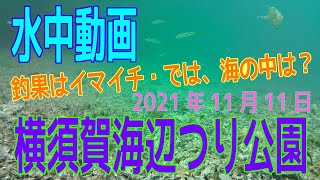 水中動画（2021年11月11日）in 横須賀海辺つり公園