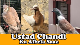 Ustad Chandi K Kabutar Ka Albela Saaz | Delhi Ki Kabutar Bazi | Pigeon Lover