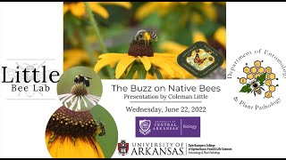 The Buzz on Native Bees